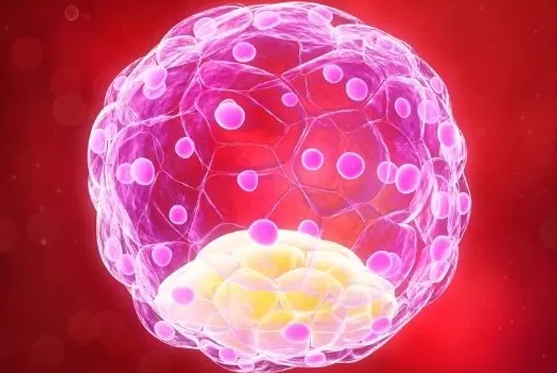 Blastocyst Transfer