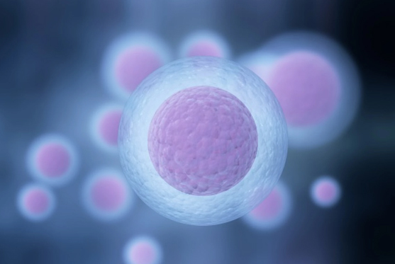 Female Fertility Preservation